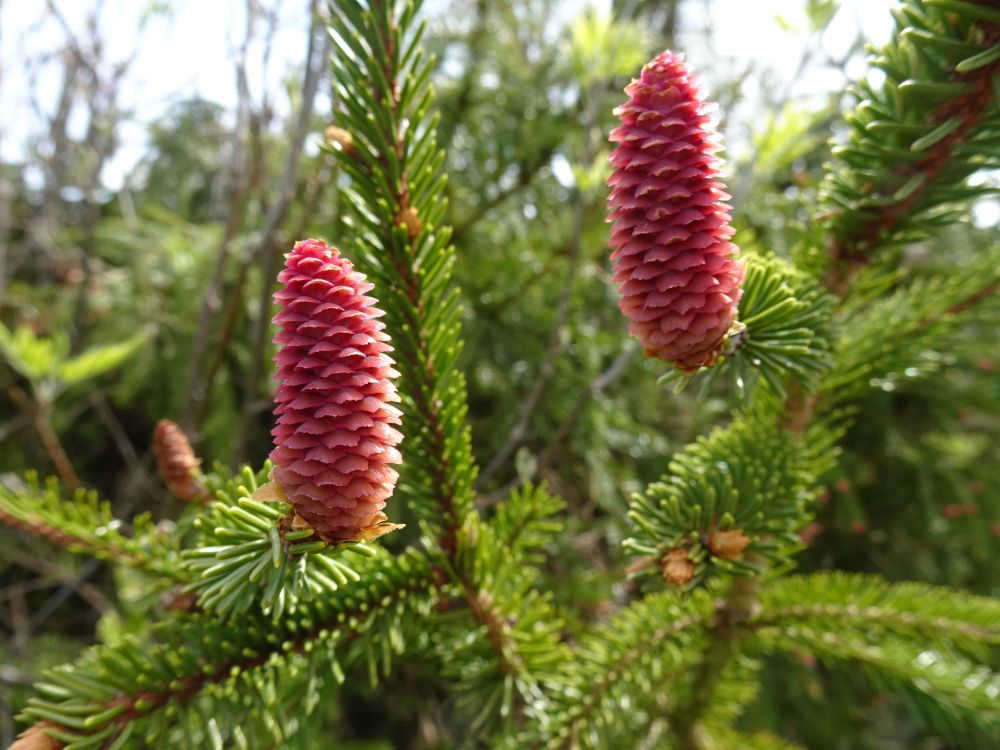 Kuusk tolmleb, pildil emaskäbid