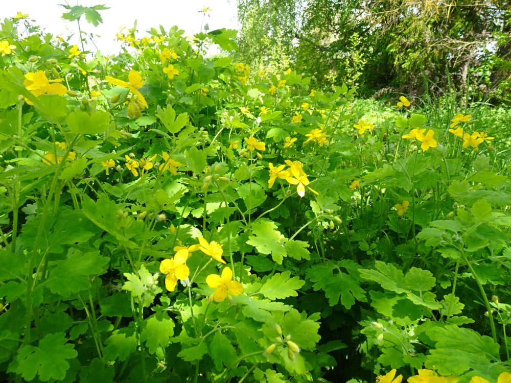 Vereurmarohi