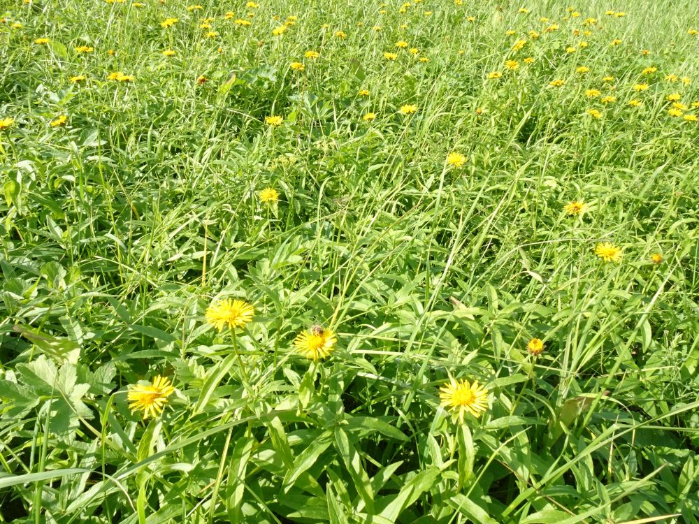 Pajuvaak