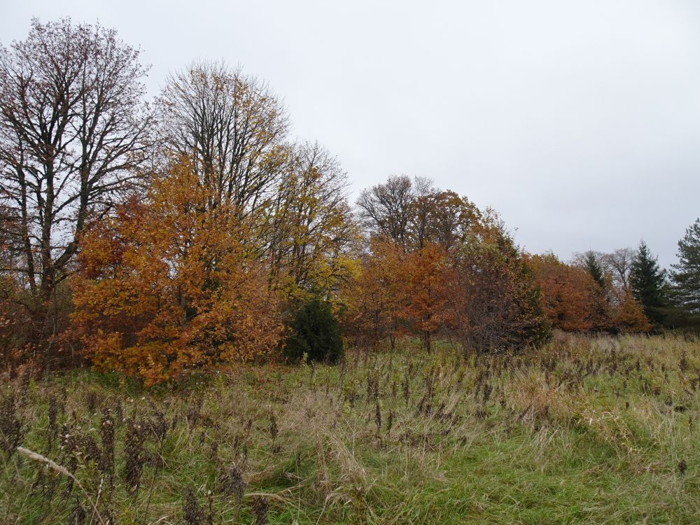 Enamus puudest on lehed langetanud