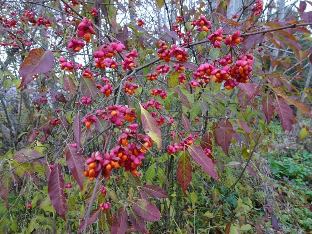 Nädala alguses oli harilik kikkapuu veel lehes, nädala lõpus juba raagus