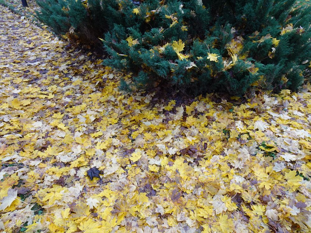 Vahtra lehed on langenud maha