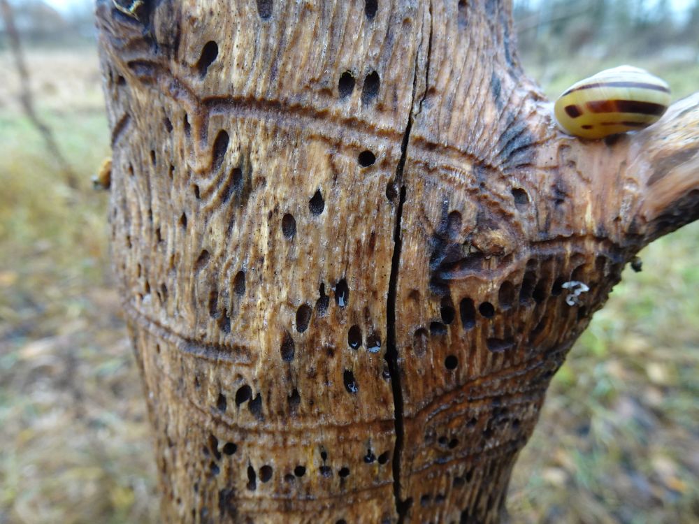 Väikese saareüraski koorealused käigud ja võsa-vööttigu