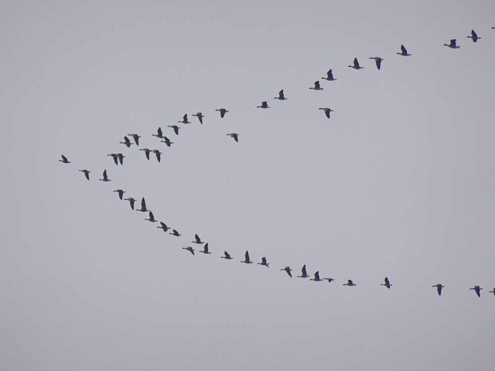 Hanede massiline ülelend talvituspaikadesse laupäeval