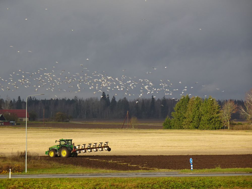 Teisipäeval oli päikesepaistet. Kündmisel hoidsid kajakad pilgu peal, äkki leiab põllult loomi