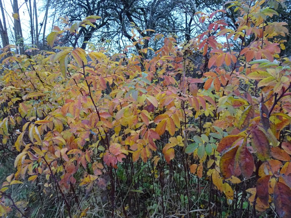Näärelehine kibuvits sügisvärvides