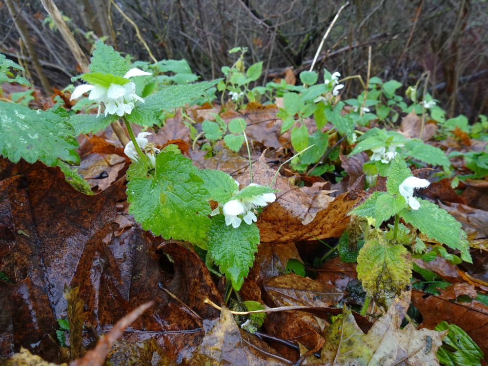 Soe sügis soosis valge iminõgese jätkuvat õitsemist