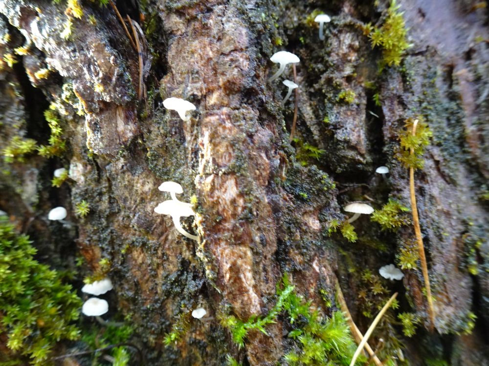 Vahtramütsikud remmelga korbal