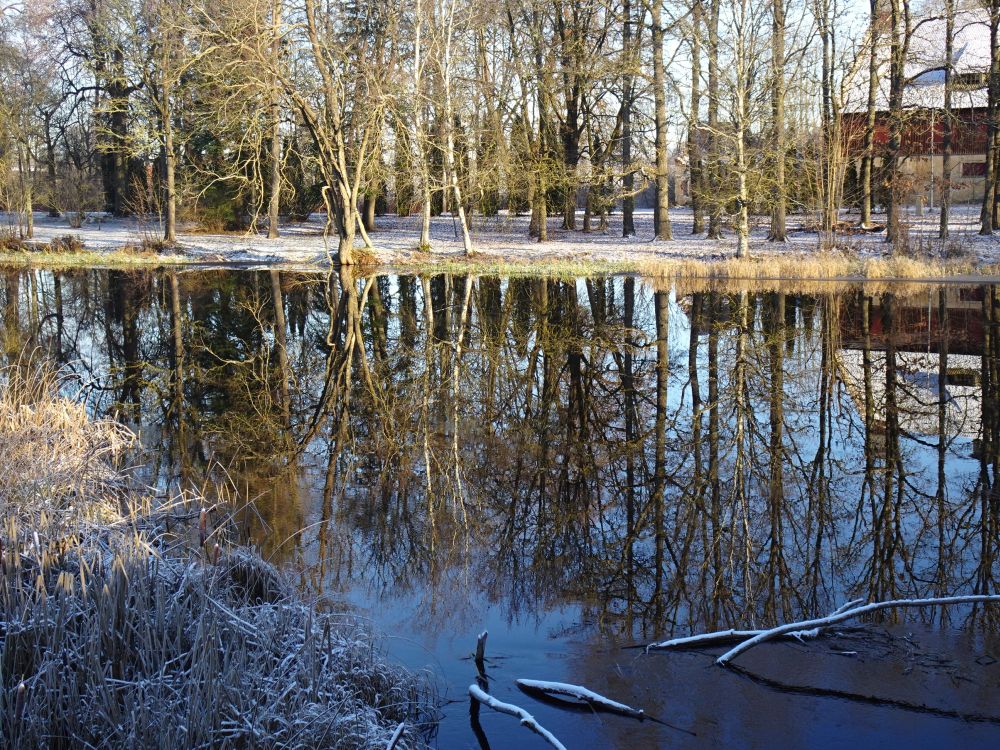 Jõgeva veskijärve täiuslik puude peegeldus. Jõgeva mõisa härjatall