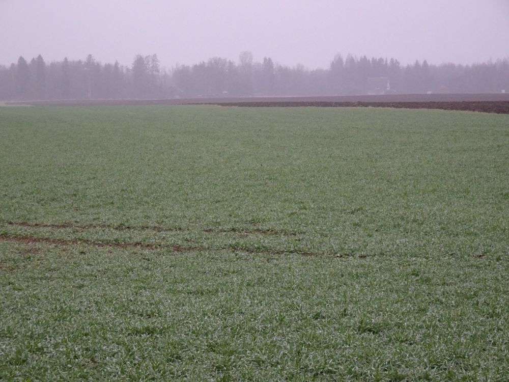 Kõik päevad olid sompus ilmaga