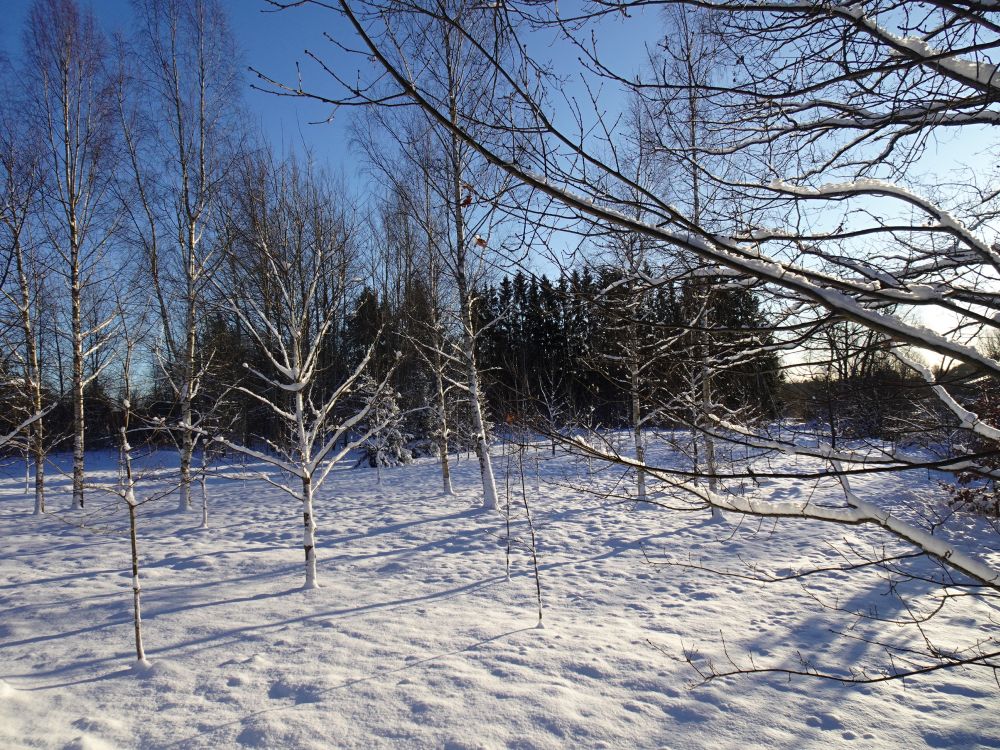 Jõgevale rajatud juubelitammik