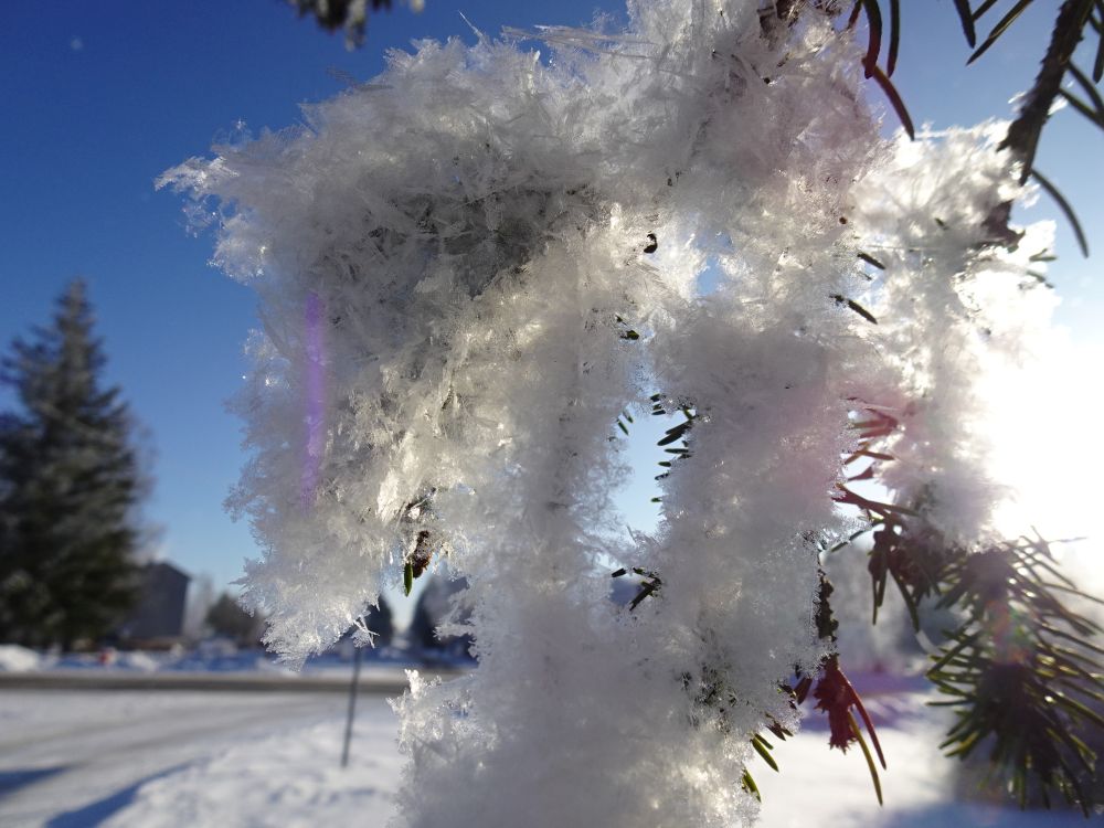Kristalliline härmatis kuusel