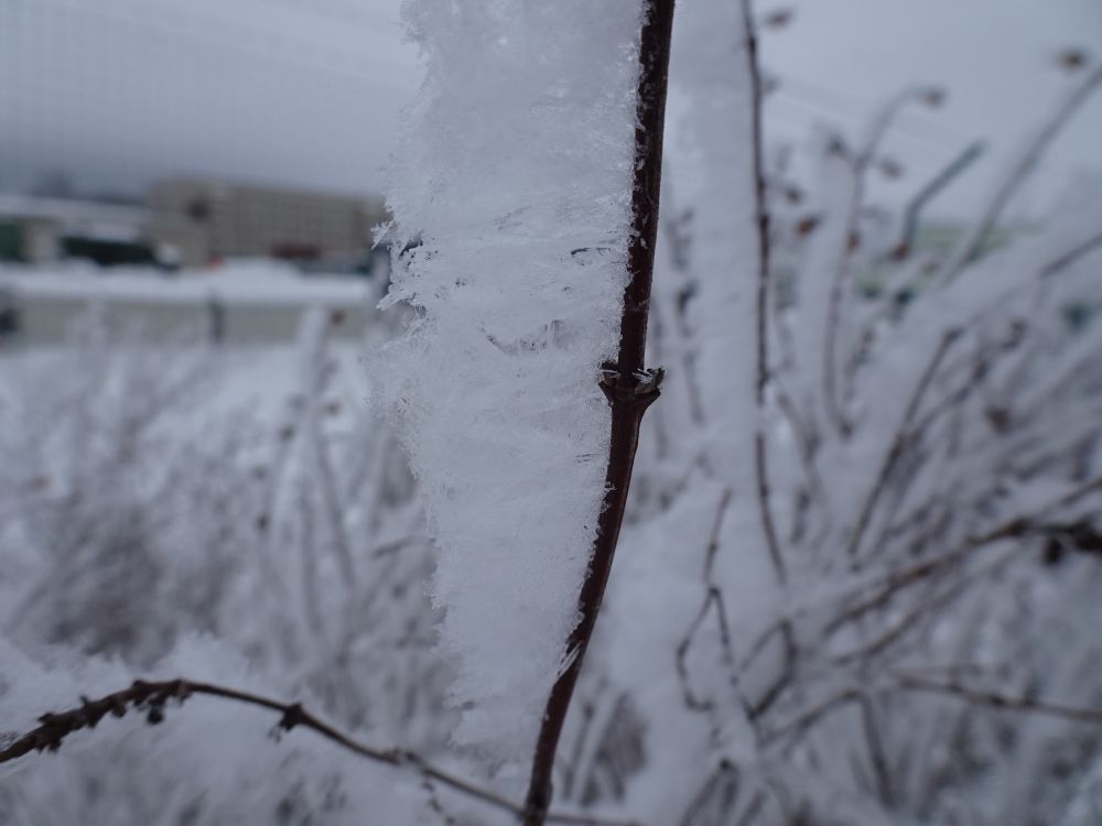 14 mm härmatis võrsel