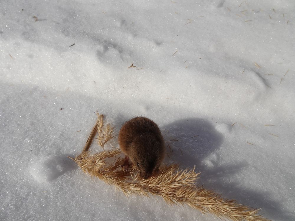 Pisihiir toitumas jäneskastiku seemnetest päikesepaistelisel sõbrapäeval