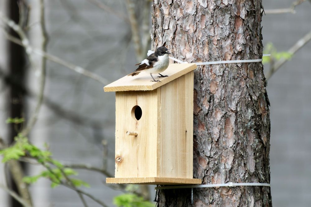 Must-kärbsenäpp