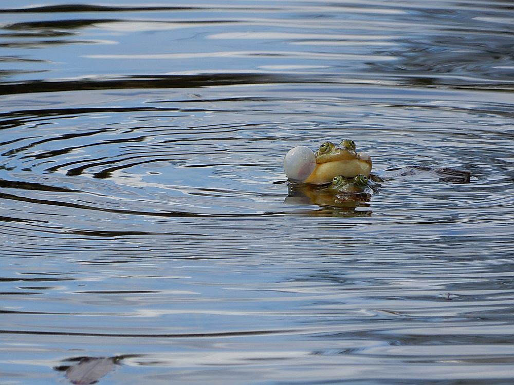 Rohelised konnad (tiigikonn või veekonn)