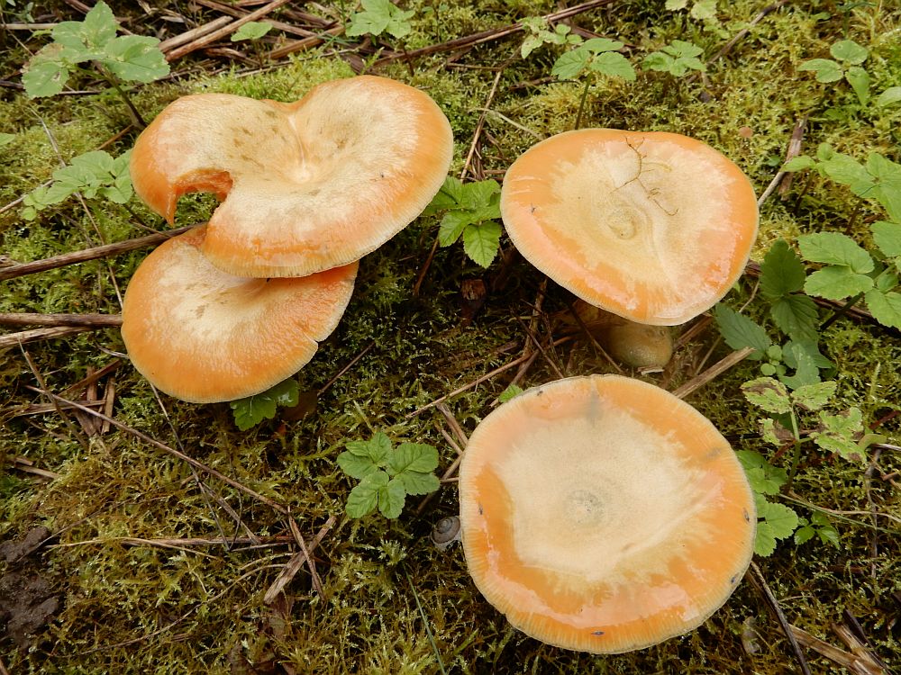 Kuuseriisikad