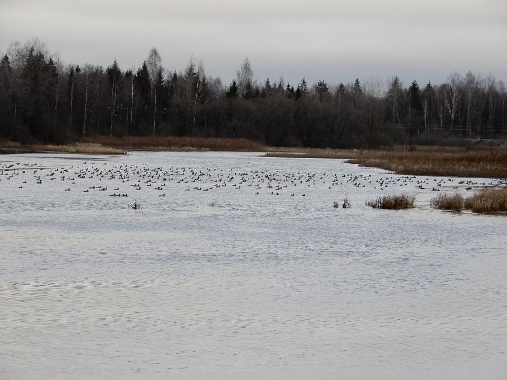 Painküla paisjärvel oli 570 veelindu