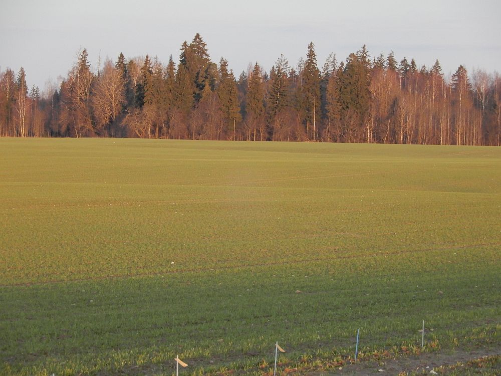 Talinisu põld päikeselisel aasta viimasel päeval 