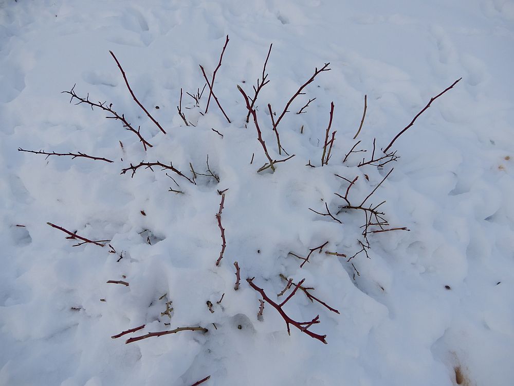 Jäneste kärbitud aedmustikas