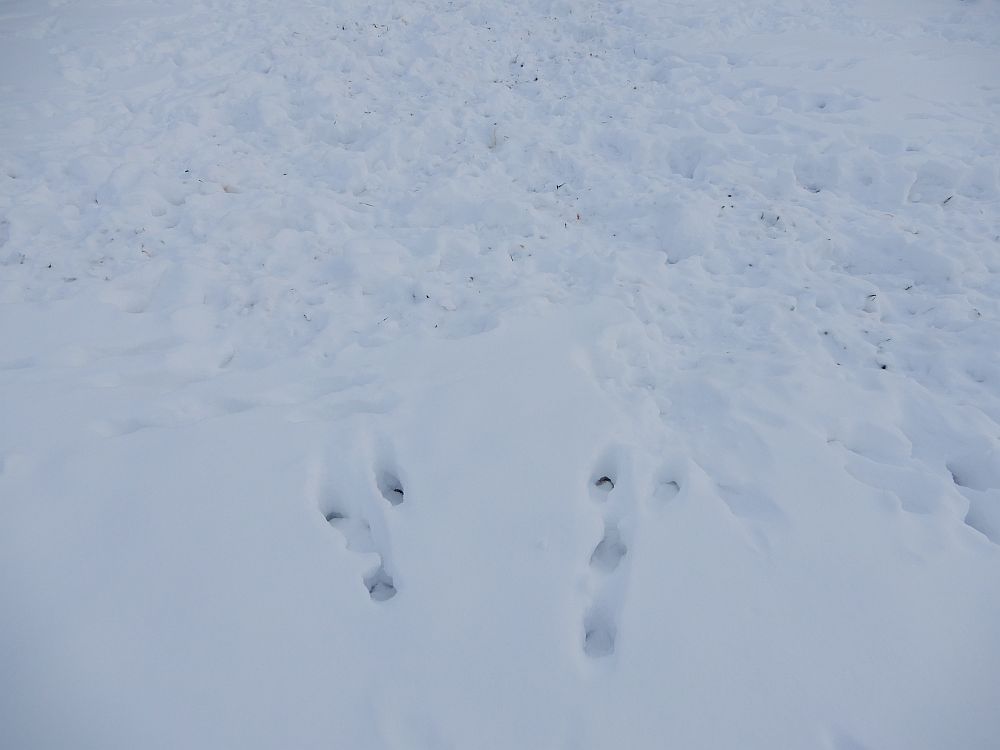 Halljänes on toitunud orasest ja pidanud pulmi 