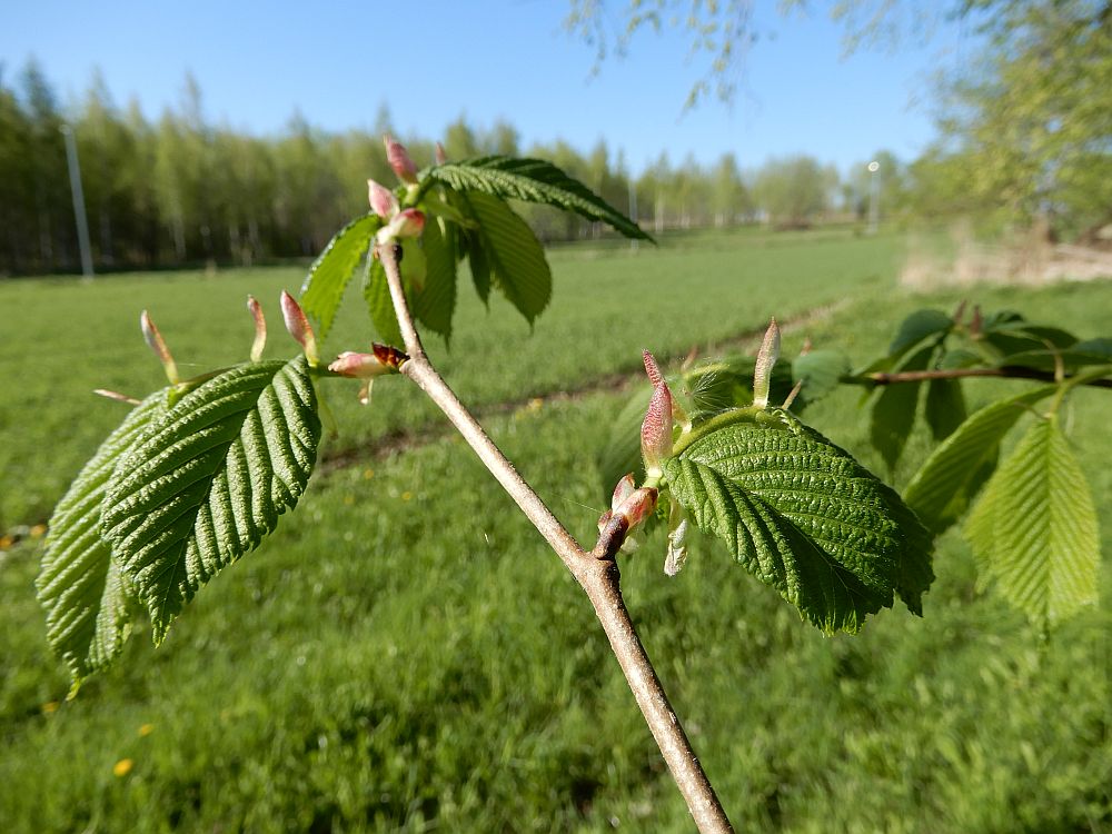 Jalakal  on  värvunud  abilehed,  mis  varsti  varisevad