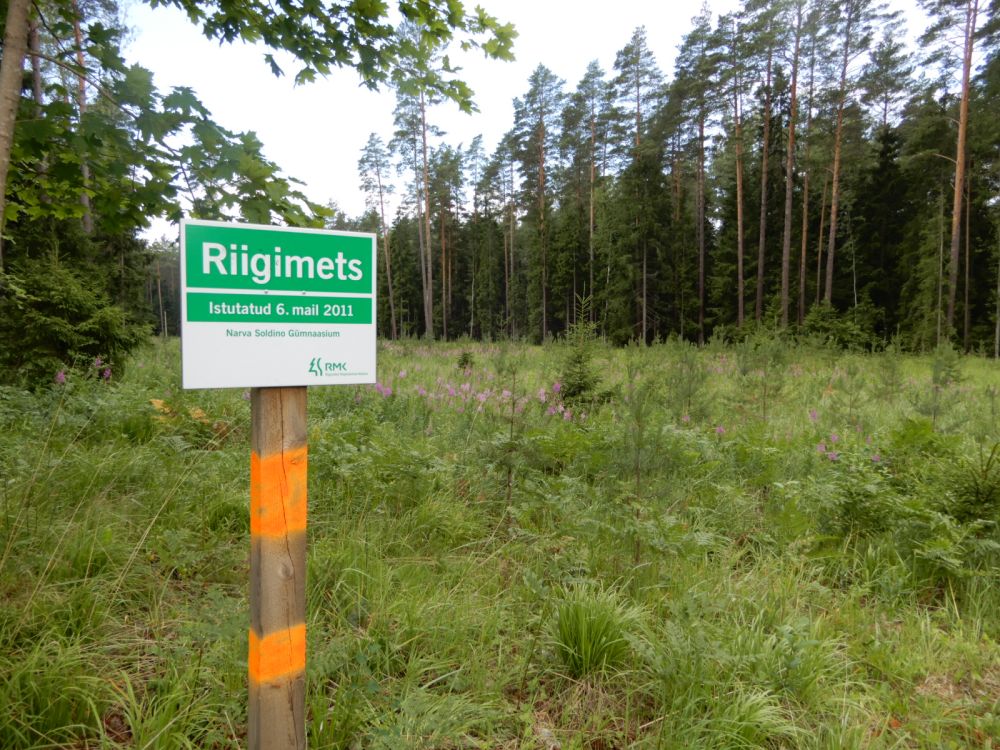 Üheksa aastane männikultuur Auga metsas. Kvartal NA055 eraldis 1, pindala 0,91 ha, jänesekapsa-pohla kasvukohatüüp. Kuni hektarilised lageraielangid on puhkealal metsamassiivis veel talutavad, kui nad paiknevad hajutatult