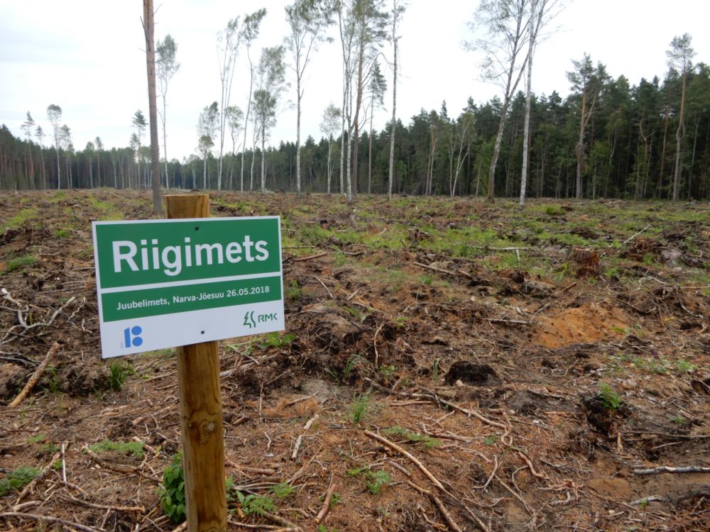 Värskelt rajatud männikultuur Auga metsas. Lagedaks on raiutud kaks kõrvuti olevat eraldist kvartalil NA048: eraldis 4, pindala 2,62 ha, jänesekapsa-pohla kasvukohatüüp ja eraldis 5, pindala 3,37 ha, mustika kasvukohatüüp. Nii suured ja ulatuslikud lageraielangid olid ja peaksid keelatud olema kaitsemetsades, rohealadel, puhkemetsades, väärtuslikuks maastikuks ja rohekoridoriks määratud metsas. Mustikas hävib puhmarindes ja metsamaastik on rikutud. Narva-Jõesuu linna üldplaneering metsaraietele tingimusi ei seadnud