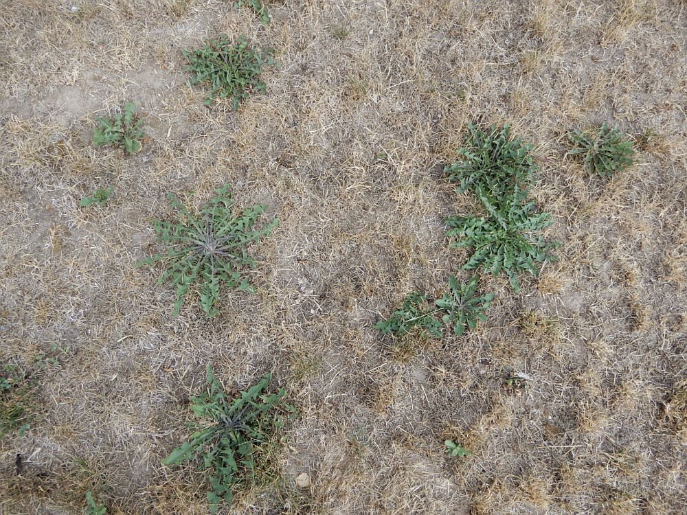 Murukõrrelised  on  kuivanud,  sügavajuurelised  (pildil  võilill)  taluvad  põuda  paremini   