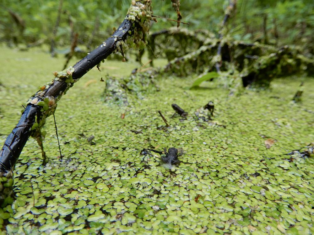 Lemle-vesiläätse  „vaip“  konnakestega  