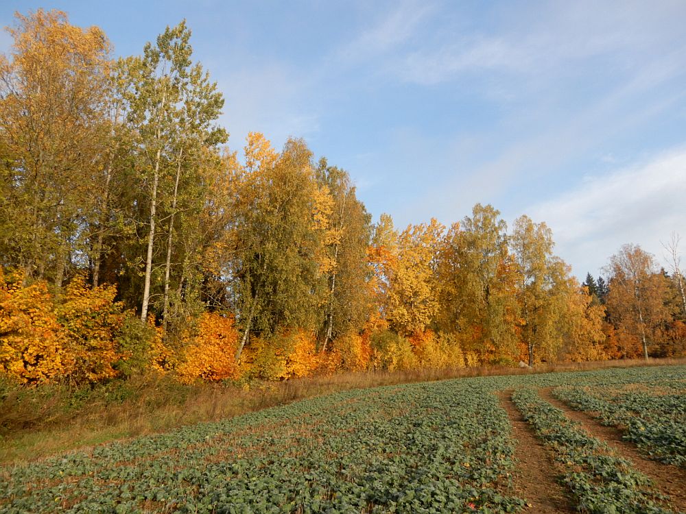 Kuldseks  muutunud  metsaserv  ja  talirapsi  põld