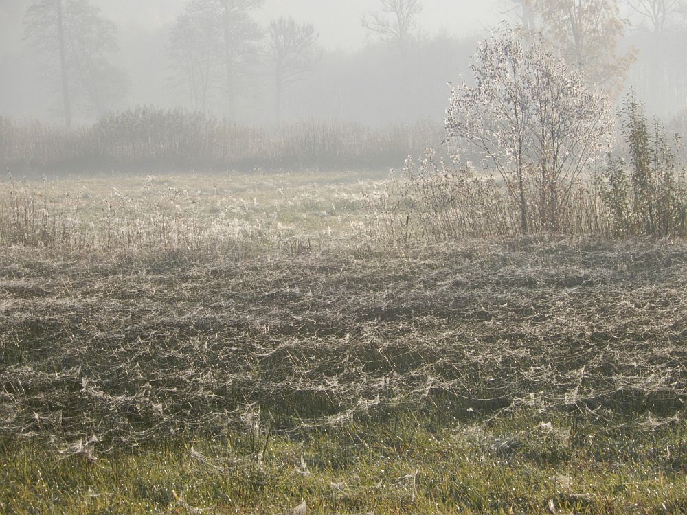 „Härmalõngad“