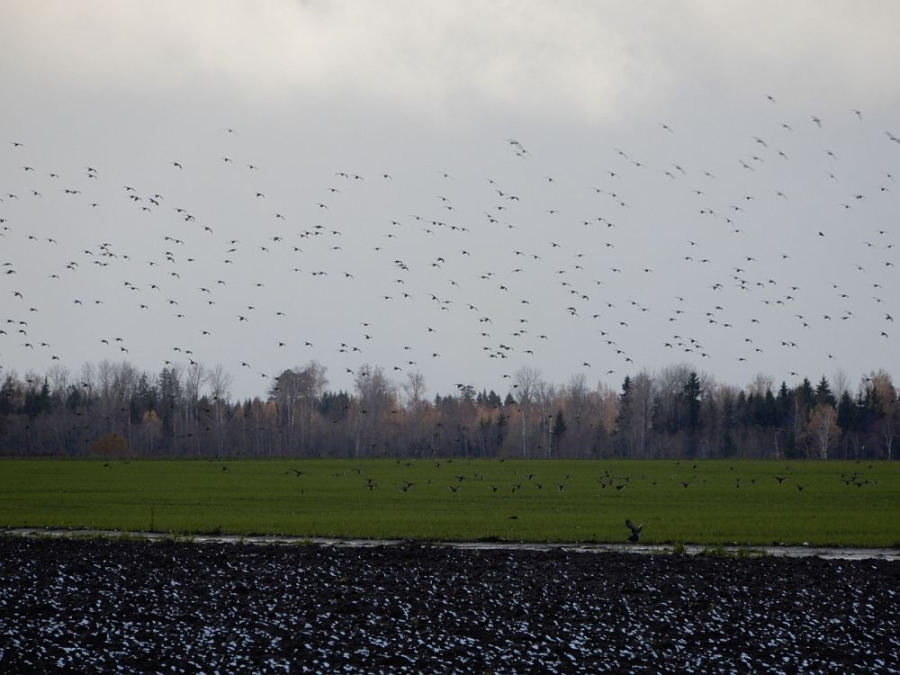 Suur  rüüdaparv  laskub  põllule