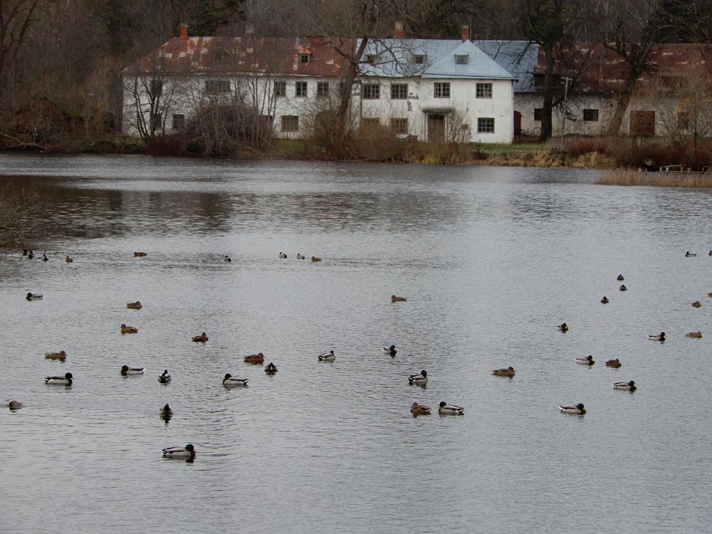 Sinikael-pardid  paisjärvel  