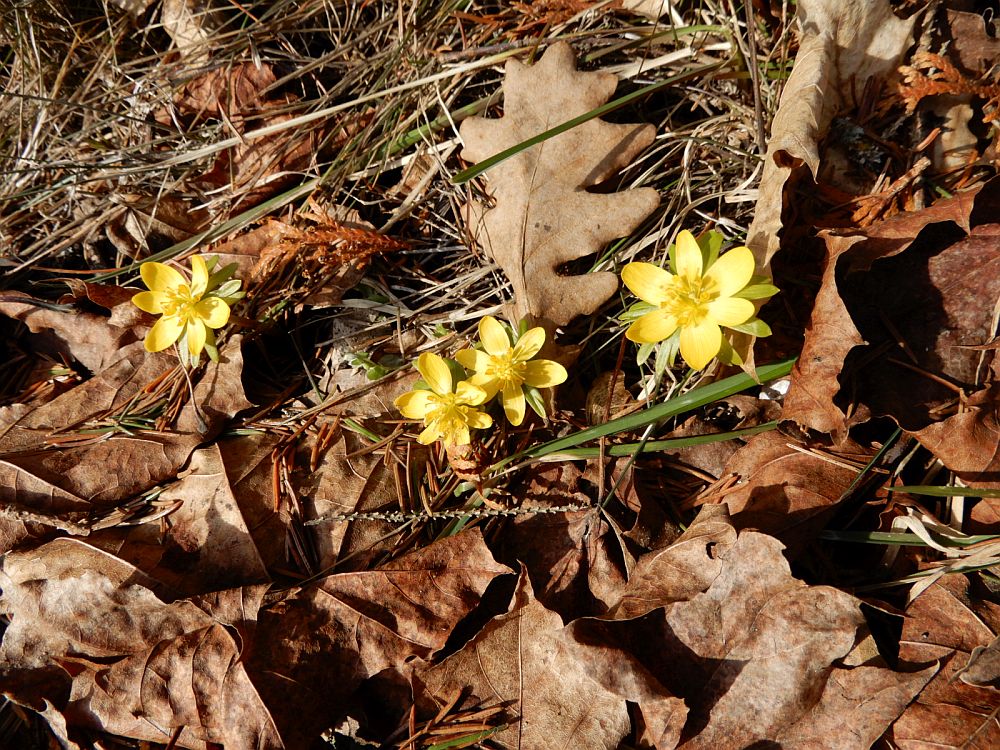 Lumekuppude õied avanesid soojades kohtades