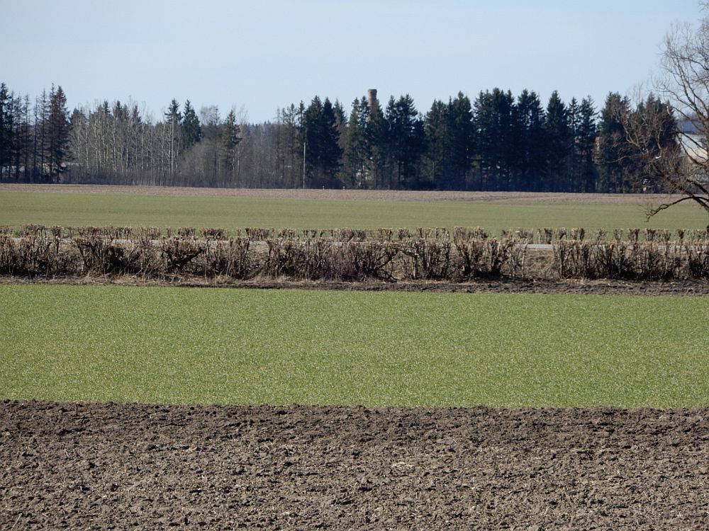 Orased rohetavad, taimed alustasid uut kasvu