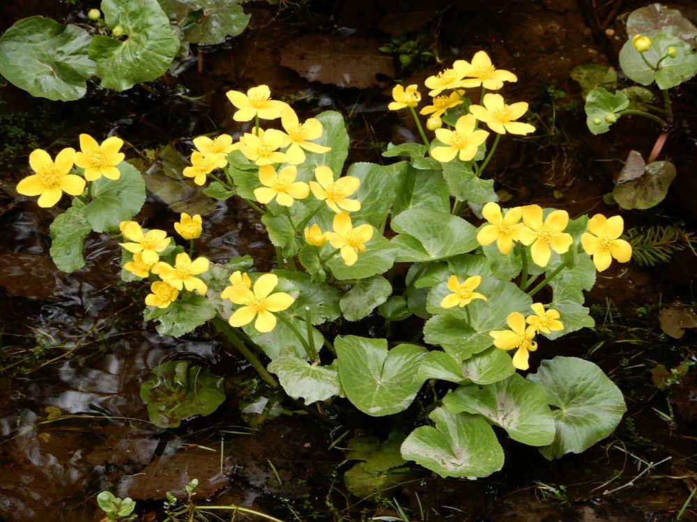 Varsakabjad 