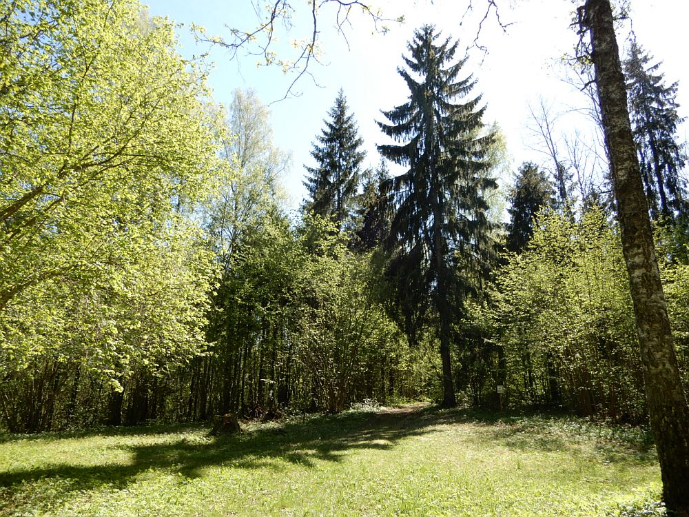 Puud on lehes 