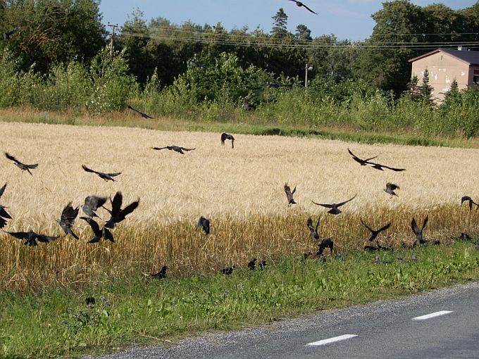 Hakid ja künnivaresed valminud vilja teri söömas 