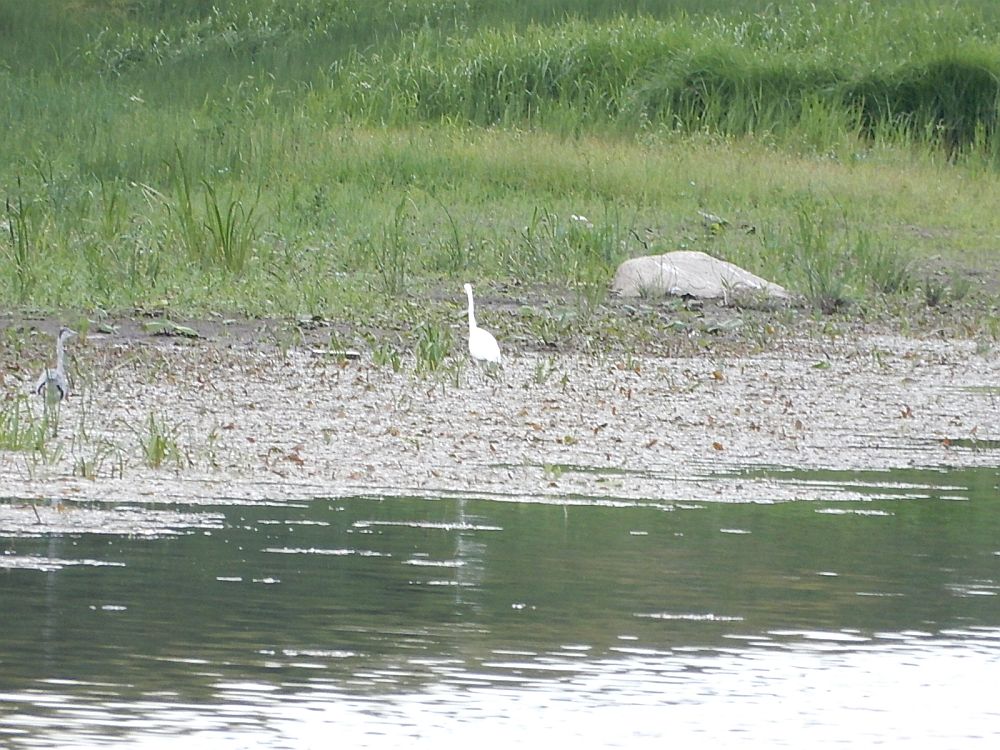 Hõbehaigur ja hallhaigur endise paisjärve põhjal
