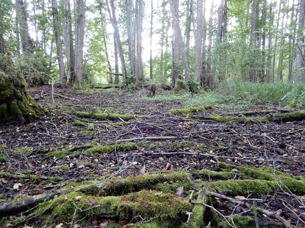 Lodu-sanglepik on kuiv