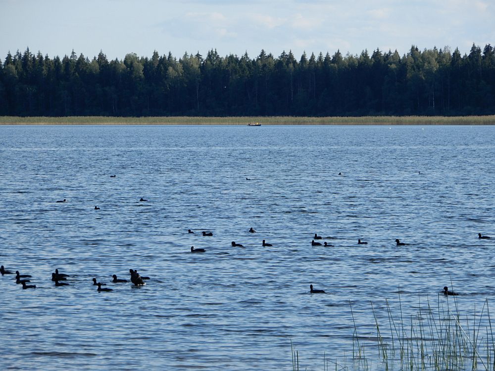 Laugud Kuremaa järvel
