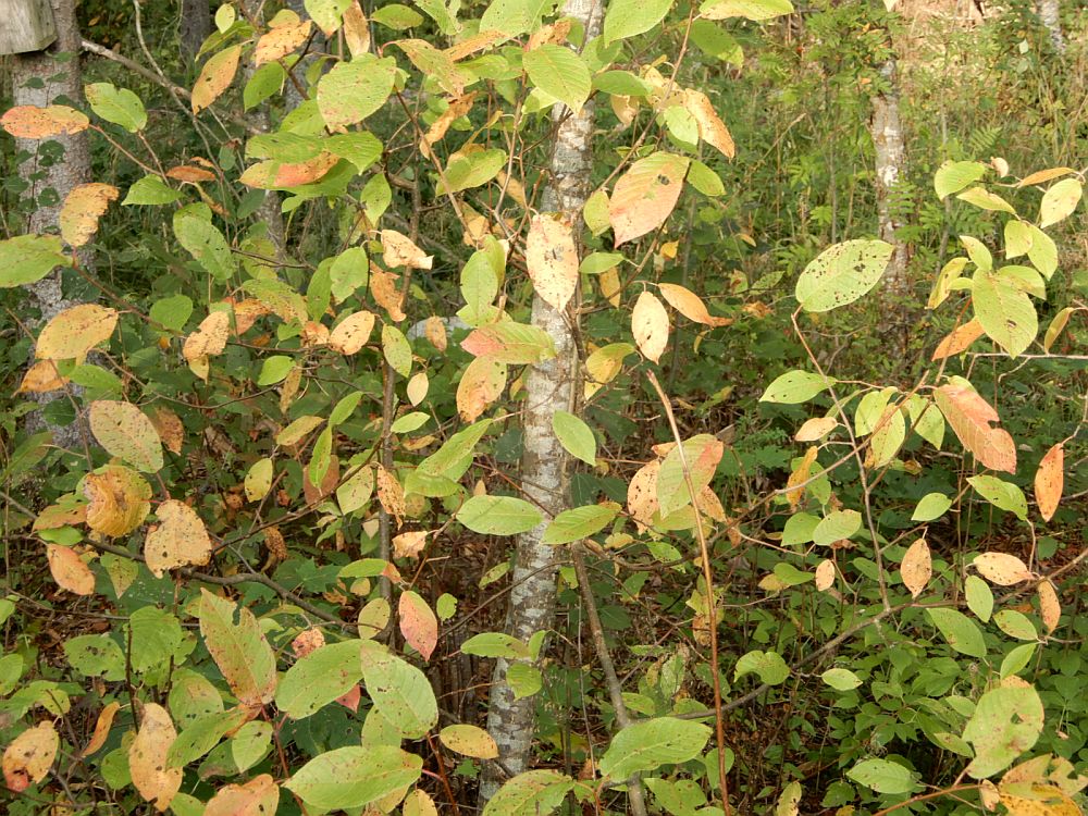 Toomingate lehestik on hõrenenud