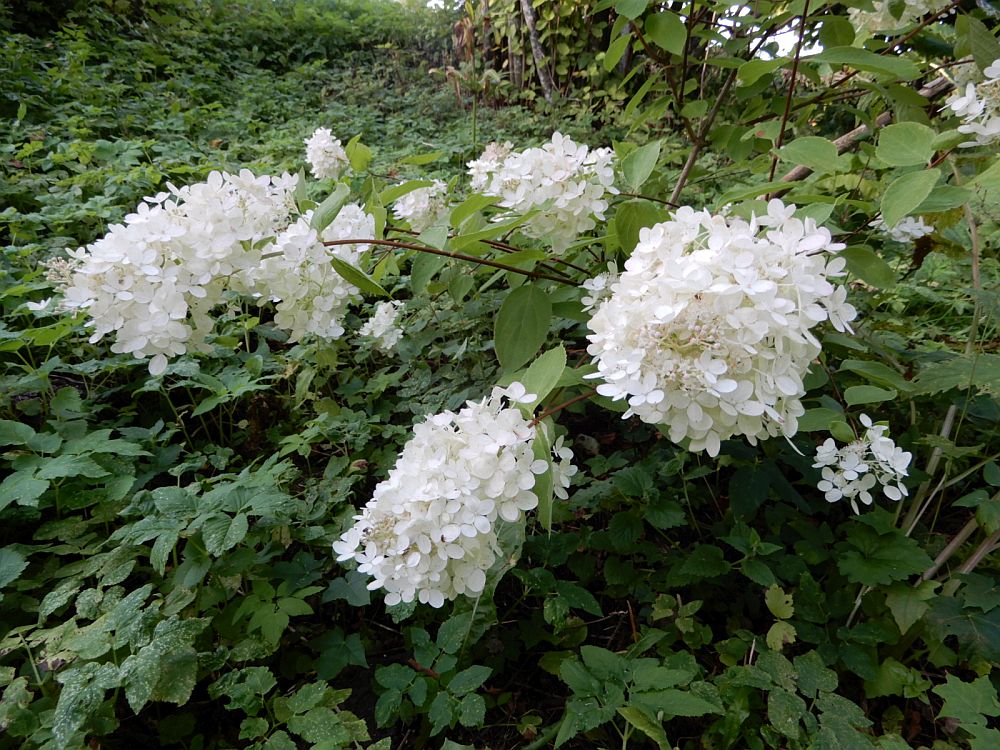 Aedhortensia õitseb
