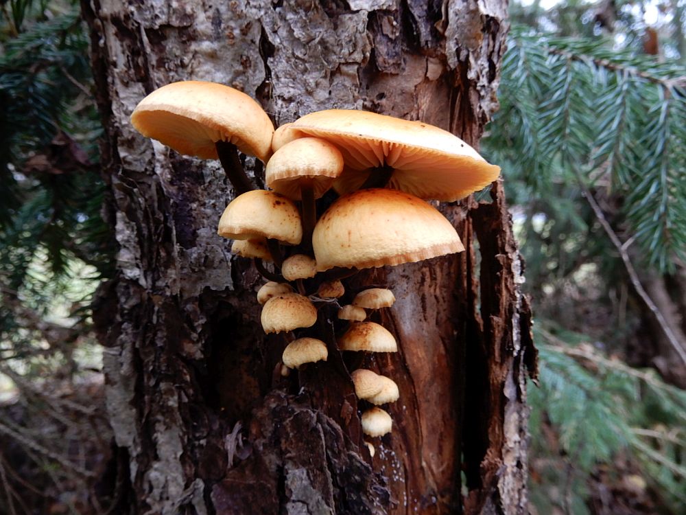 Puidu-sametkõrges õunapuul