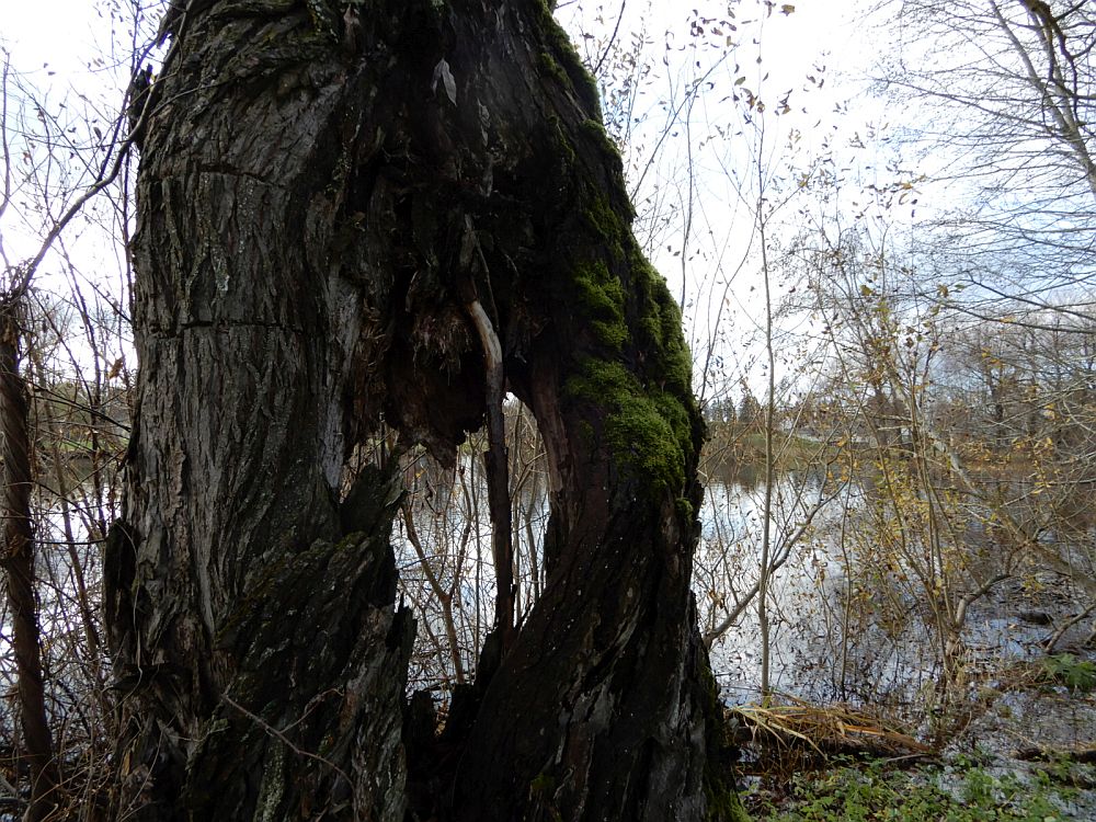 Vana hõberemmelgas Jõgeva veskijärve kaldal