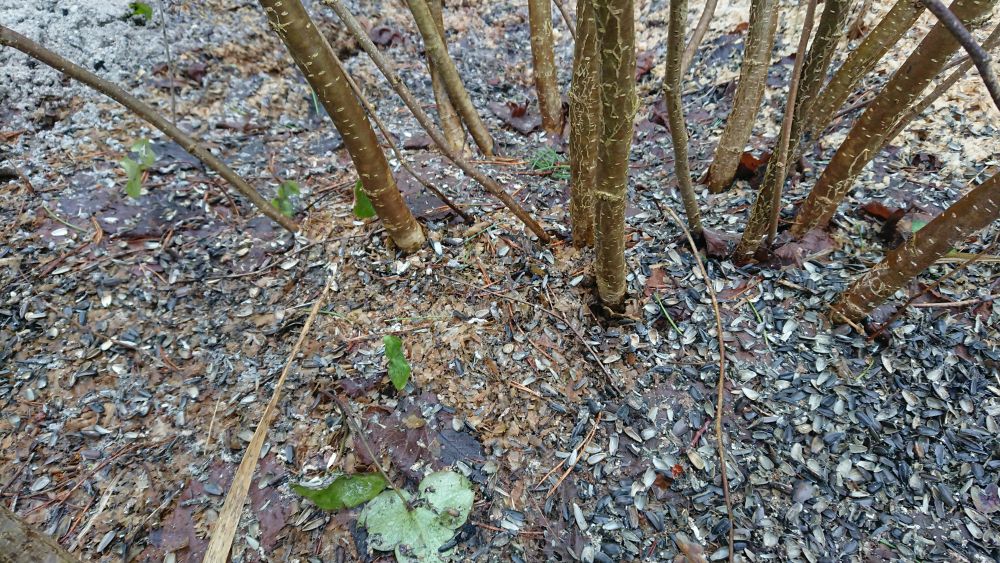 Kui külaline on toidulaualt haaranud päevalilleseemne lendab ta seda turvalisse kohta sööma või lähedusse mõnda puukooreprakku peitma