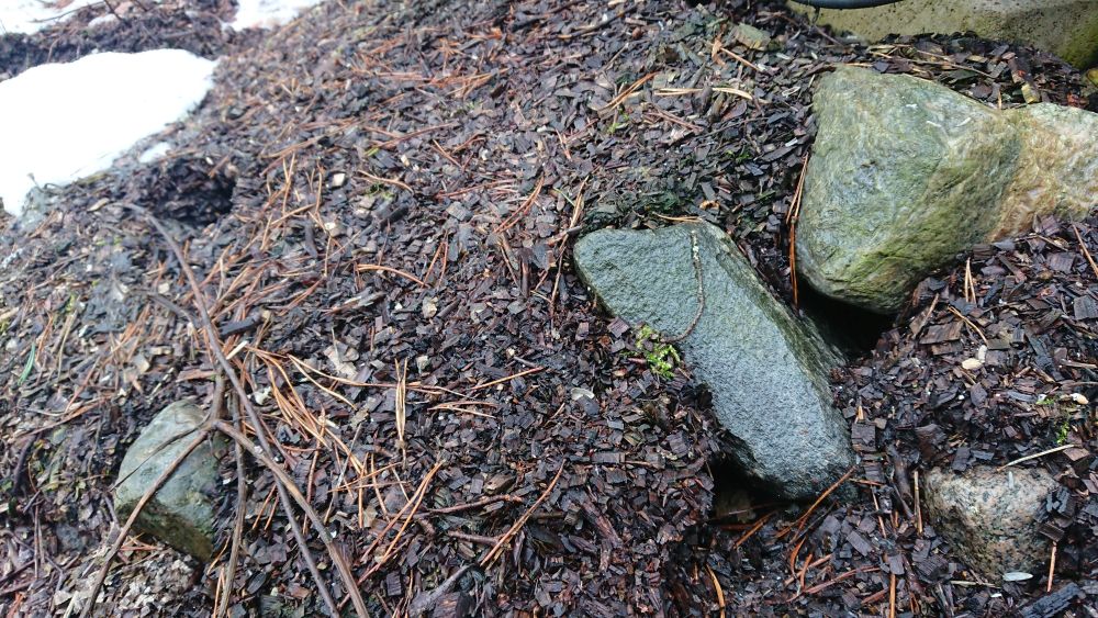 Kaelushiirte pesa sissekäik