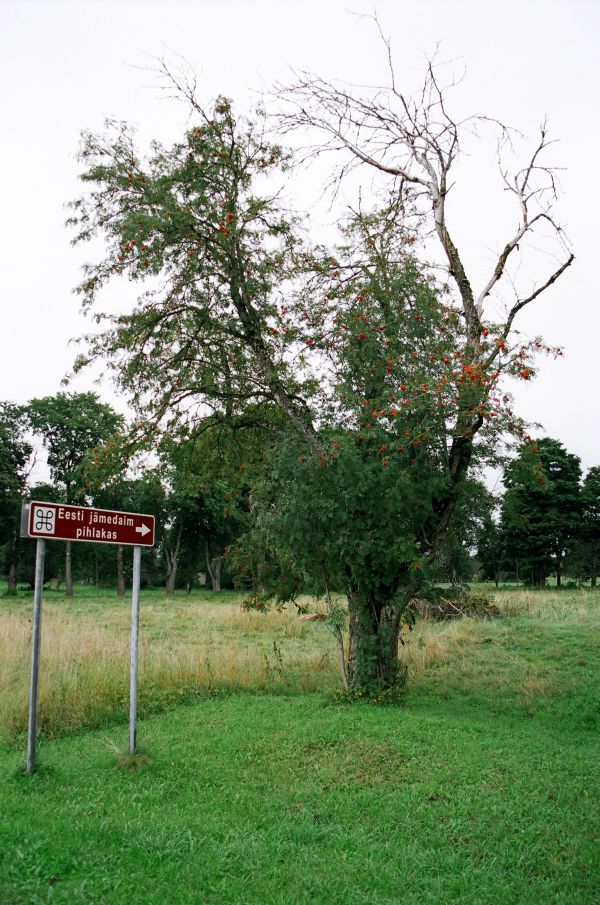 Eesti jämedaim pihlakas, Lääne-Virumaal, Tamsalu vallas, 2005. aastal