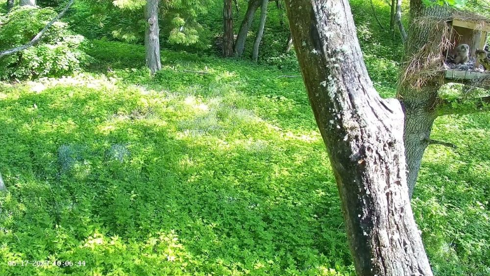 Emalind on tulnud täna seitsme nädalaseks saanud kakupoega toitma